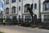 Houston, TX Tree Removal Services