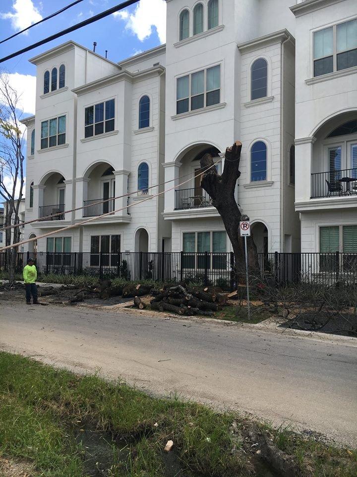 Houston, TX Tree Removal Services
