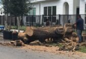Houston, TX Tree Removal Services