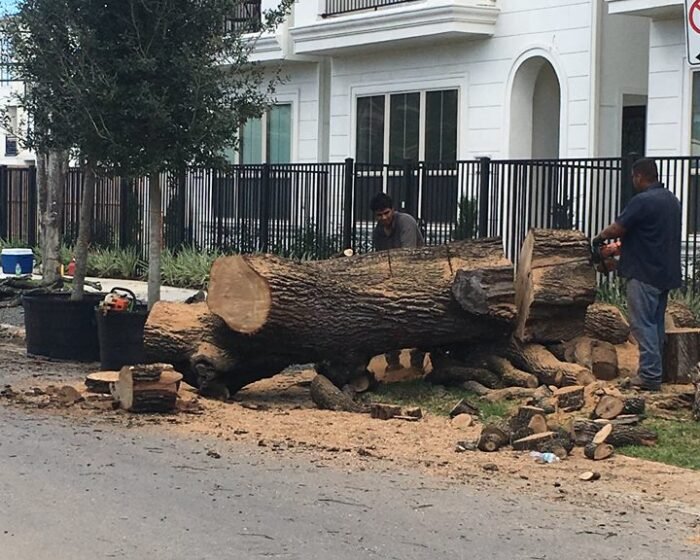 hauling-away-oak-tree-in-The-Woodlands