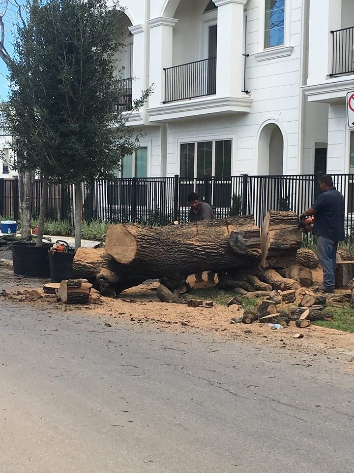 Houston, TX Tree Removal Services